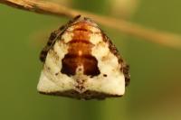 Gibbaranea bituberculata