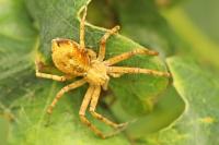 Philodromus dispar