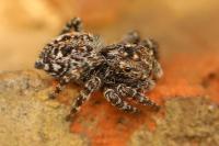 Pseudeuophrys erratica