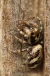 Salticus scenicus