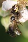 Synema globosum