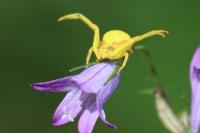Misumena vatia