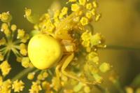 Misumena vatia