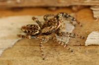 Marpissa muscosa