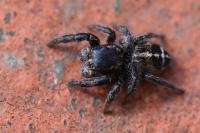 Pellenes tripunctatus