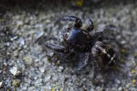 Pellenes tripunctatus