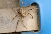 Philodromus