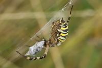 Argiope bruennichi