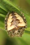Gibbaranea bituberculata