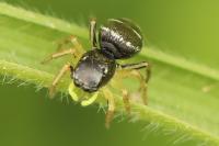 Heliophanus cupreus