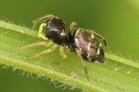 Heliophanus cupreus