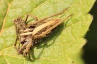 Pisaura mirabilis
