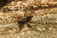 Pardosa