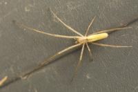 Tetragnatha