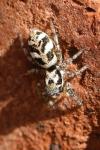 Salticus scenicus