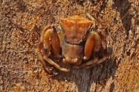 Pistius truncatus