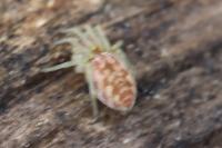 Nigma flavescens