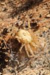 Anyphaena accentuata