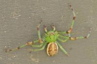 Diaea dorsata