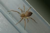 Anyphaena accentuata