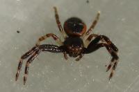 Synema globosum
