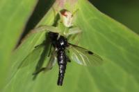 Ebrechtella tricuspidata