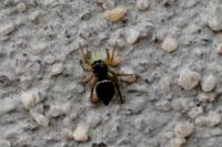 Heliophanus