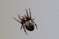 Larinioides sclopetarius