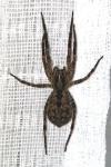 Zoropsis spinimana