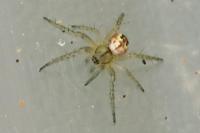 Mangora acalypha