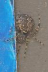 Theridion