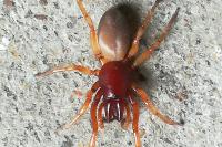 Dysdera crocata