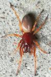 Dysdera crocata