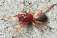 Dysdera crocata