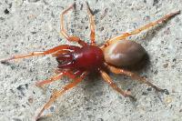 Dysdera crocata