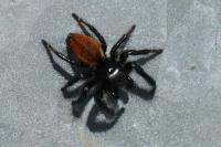 Carrhotus xanthogramma