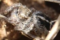 Pellenes tripunctatus