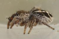 Pellenes tripunctatus