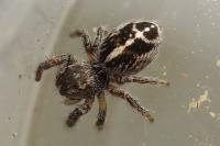 Pellenes tripunctatus