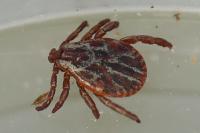 Dermacentor reticulatus