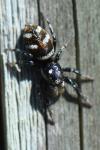 Salticus scenicus