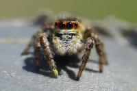 Carrhotus xanthogramma