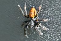 Carrhotus xanthogramma
