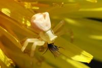 Thomisus onustus