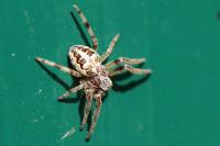 Larinioides