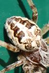 Larinioides