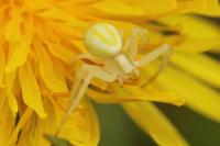 Misumena vatia
