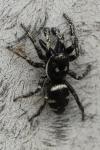 Salticus scenicus