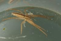 Tibellus