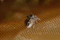 Pellenes tripunctatus